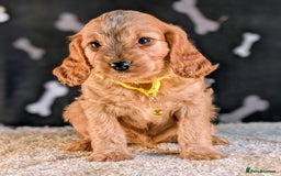 Cavapoo dogs for sale: Adorable Cavapoo Puppies Ready for thier new home - Image 9