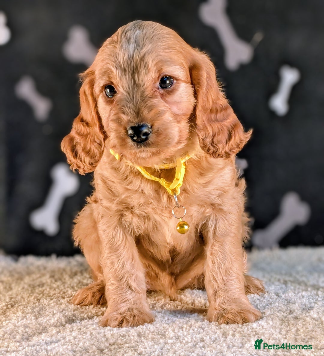 Cavapoo dogs for sale: Adorable Cavapoo Puppies Ready for thier new home - Image 9