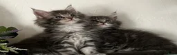 Maine Coon cats for sale: Beautiful TICA registered Maine coon kittens  - Advert 3