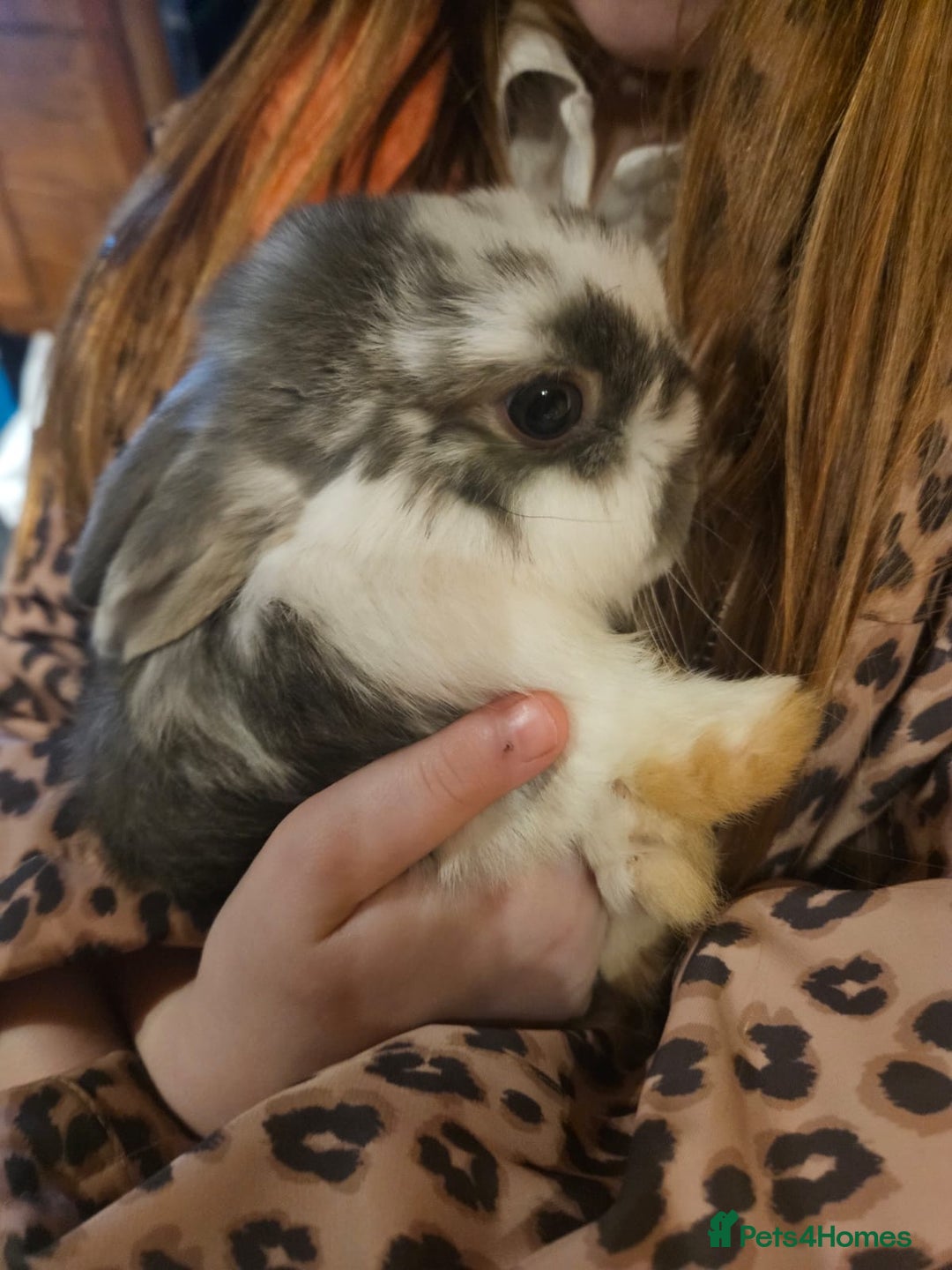 Mini Lop rabbits for sale: Mini lop bunnies  - Advert 3
