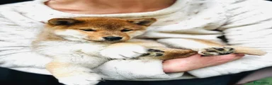 Japanese Shiba Inu Puppy 1