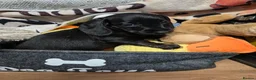 Dachshund dogs for sale: Dachshund puppies for sale - Advert 4