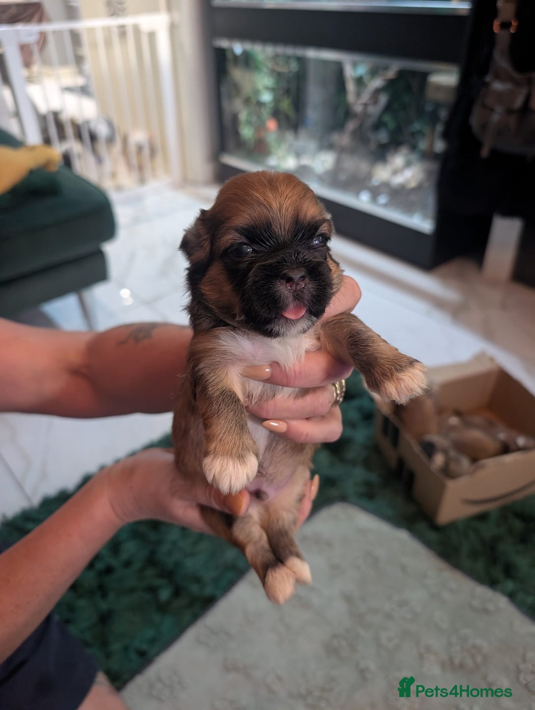 Lhasa Apso dogs for sale: Beautiful Boy Lhasa apsos for sale. - Advert 10