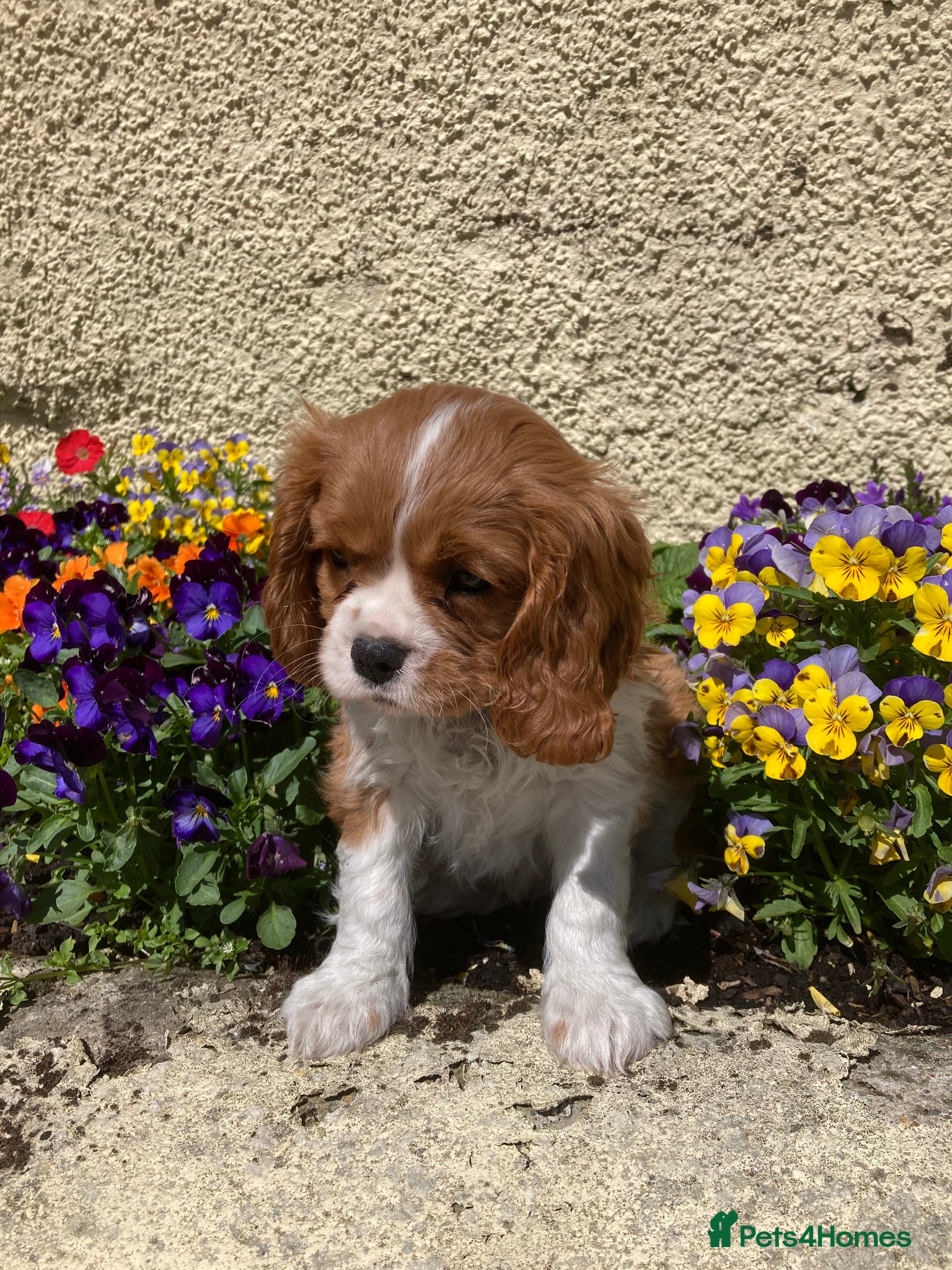 Cavalier King Charles Spaniel dogs Super KC blenheim pups from health tested parents - Advert 1