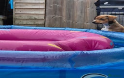 Mixed Breed dogs for sale: Lurcher x staff  in Sturminster Newton - Image 28