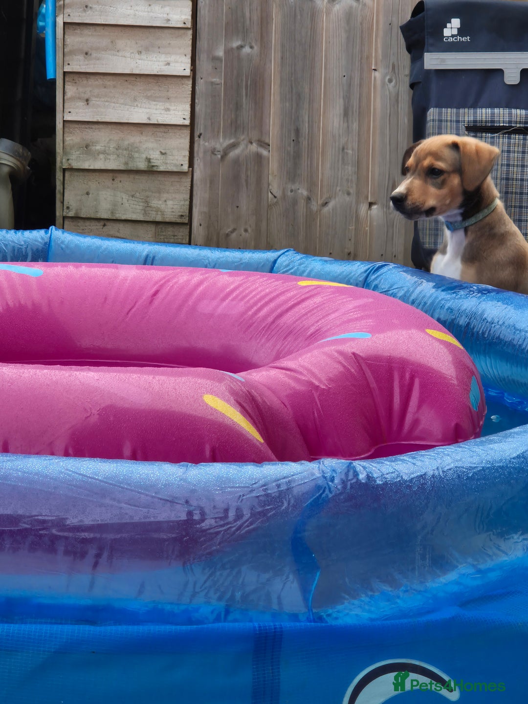 Mixed Breed dogs for sale: Lurcher x staff  in Sturminster Newton - Image 28