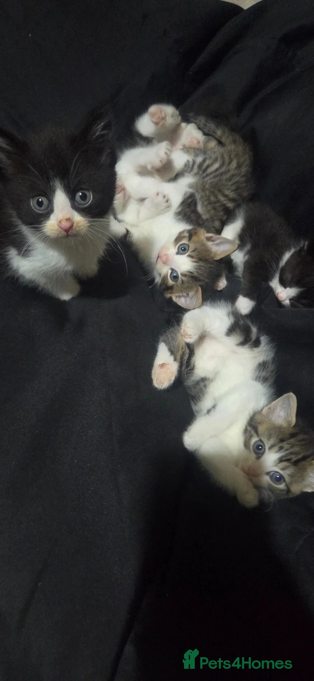 Mixed Breed cats for sale: Kittens for sale - Advert 15