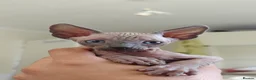 Sphynx cats for sale: Exceptional Sphynx Kittens – Best Pedigree.  - Advert 28