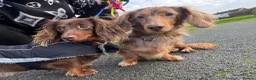 Miniature Dachshund dogs for sale: Miniature long hair dachshund Puppies  - Advert 19