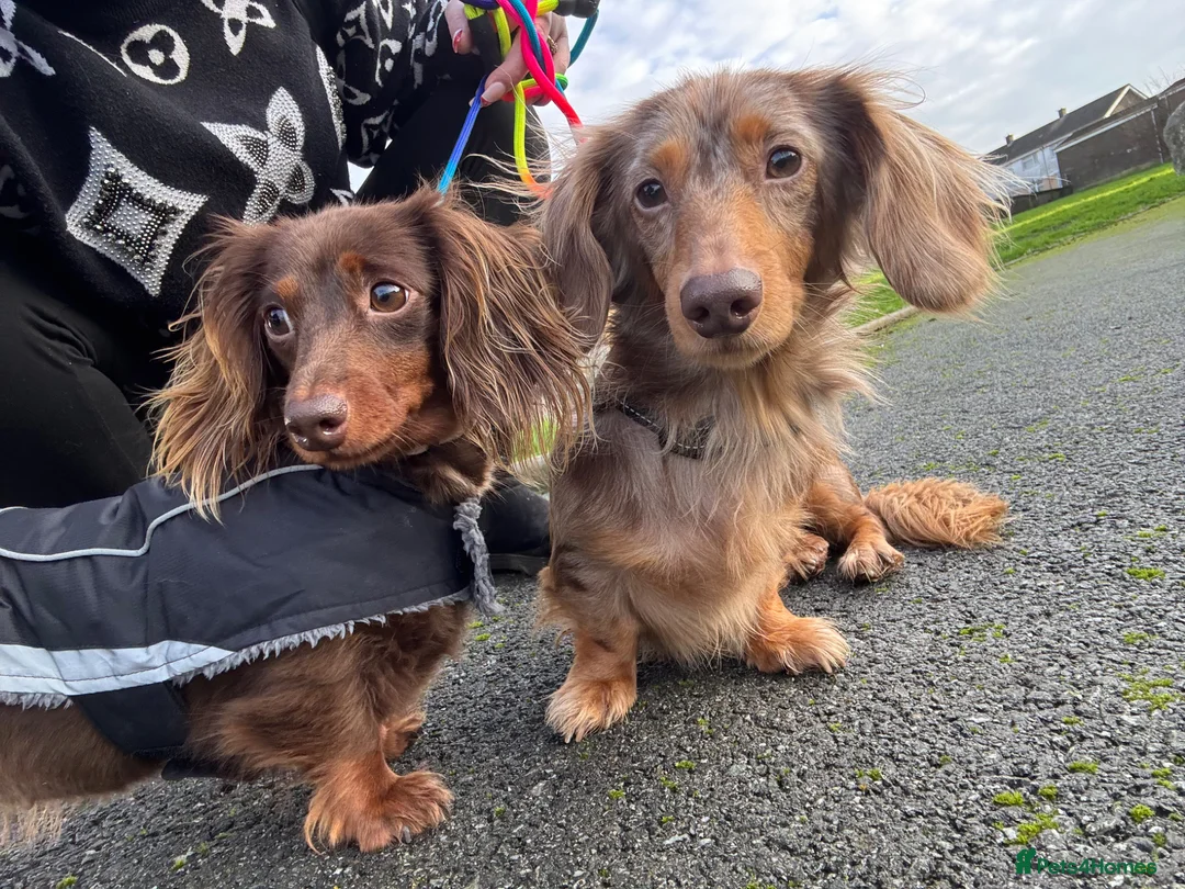 Miniature Dachshund dogs for sale: Miniature long hair dachshund Puppies  - Advert 19