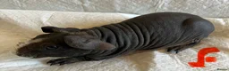 Guinea Pig rodents for sale: Skinny pig pups. Boys and girls  - Advert 6