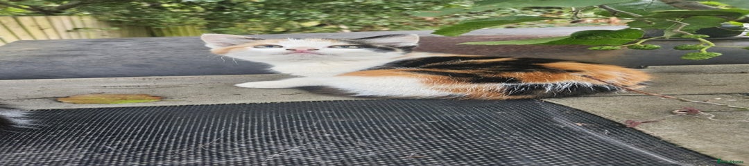 Domestic Shorthair Kitten 2