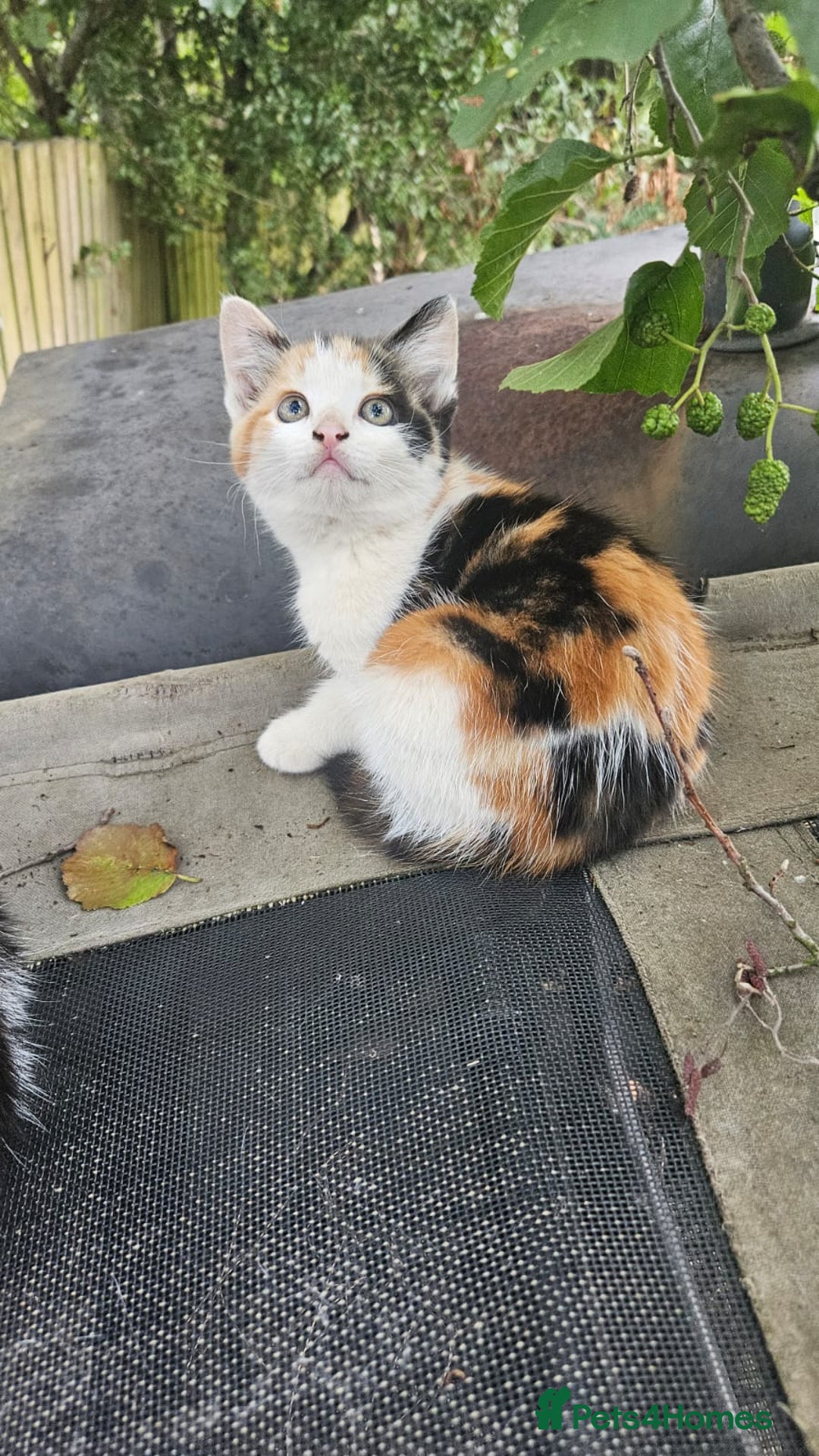 Domestic Shorthair cats for sale: 3 beautiful kittens - Image 4