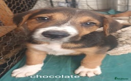 Mixed Breed dogs for sale: Collie x mixed hound puppies - Image 9