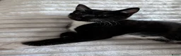 Mixed Breed cats for sale: Two beautiful kittens, looking for there home 🐾 in Peterhead - Advert 11