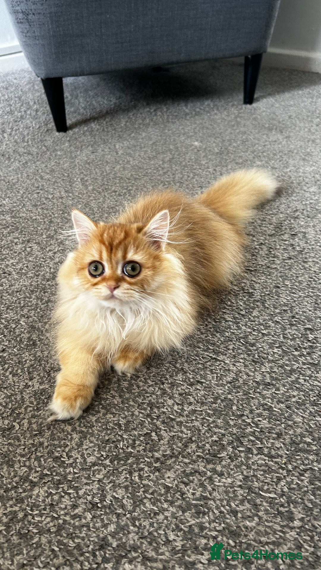 British Longhair cats Chocolate-Golden British BLH and BSH kittens  - Advert 3