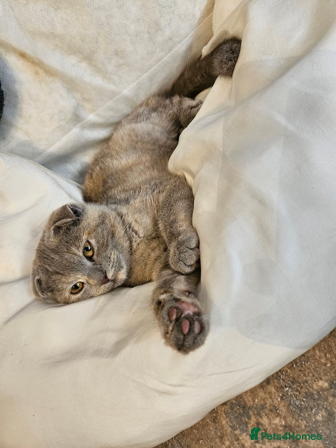 Scottish Fold cats for sale: Last scotish fold girl in Peterborough - Image 18