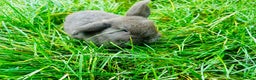 Mini Lop rabbits for sale: Lovely mini Lop bunnies, ready for a new home ❤️ - Advert 1