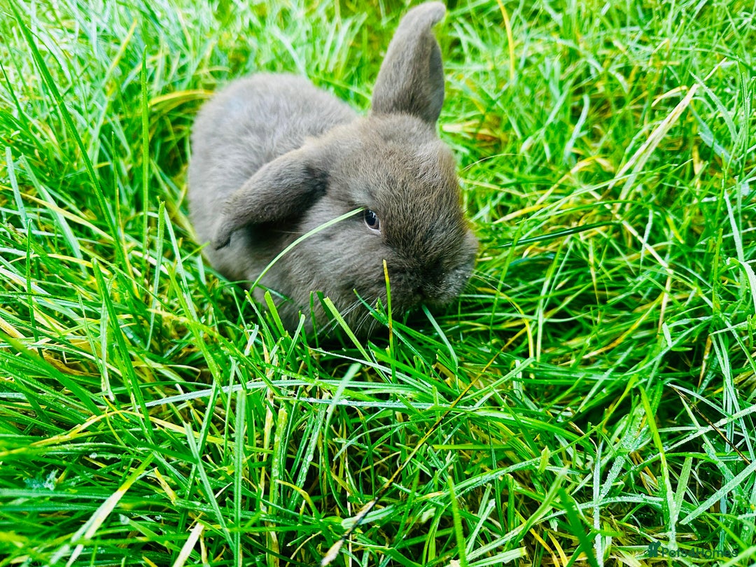 Mini Lop rabbits for sale: Lovely mini Lop bunnies, ready for a new home ❤️ - Advert 1