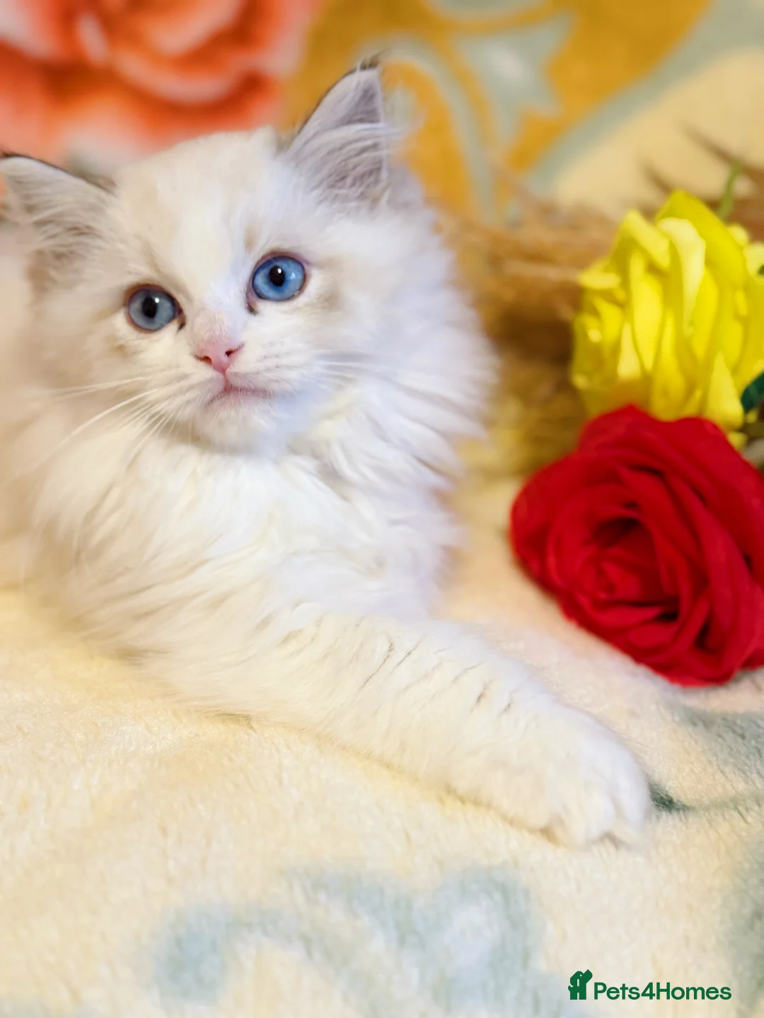 Ragdoll cats for sale: TICA Registered EU famous R bloodline  - Advert 6