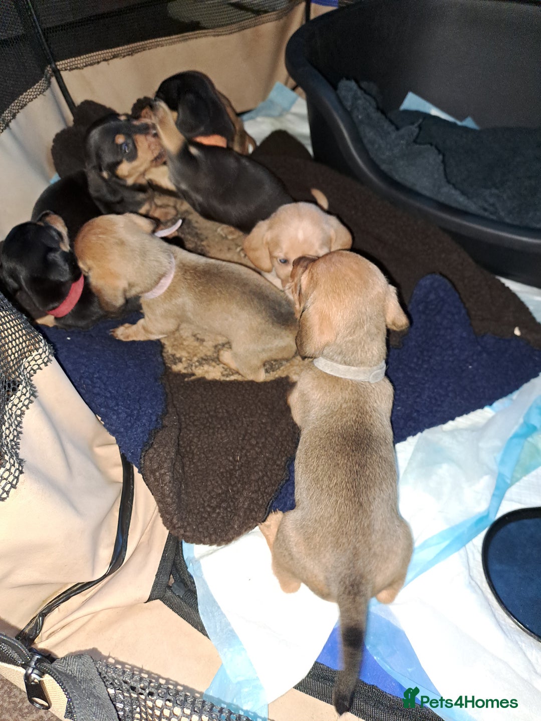 Dachshund dogs for sale: Dachshund pups  - Image 3