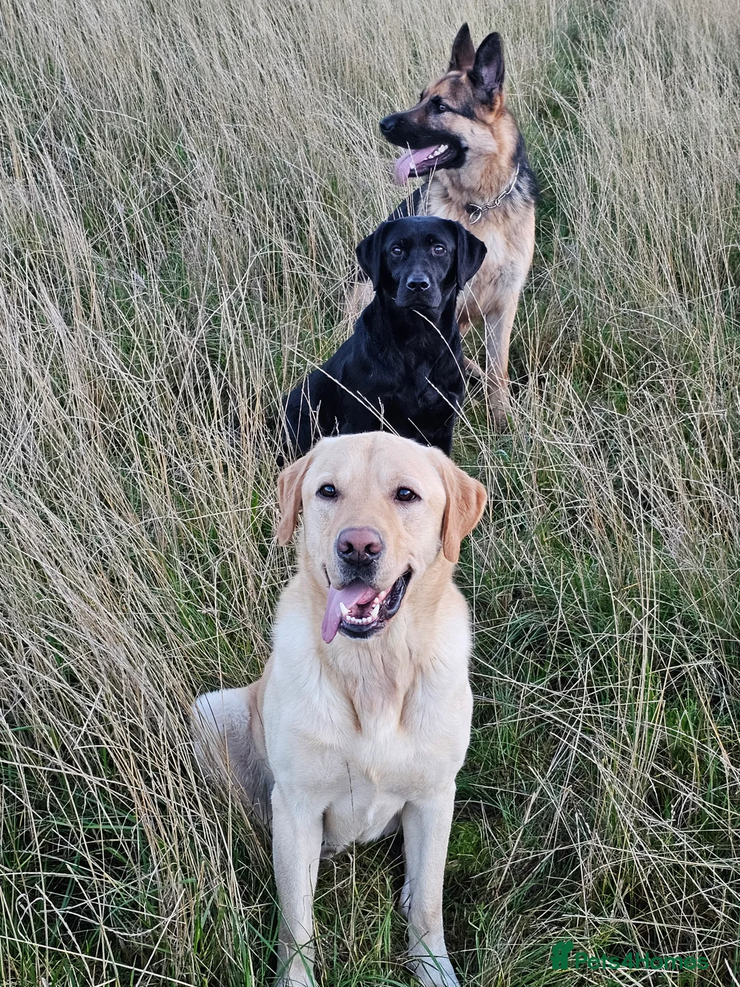 Labrador Retriever dogs for stud: Yellow dog for stud - Advert 3