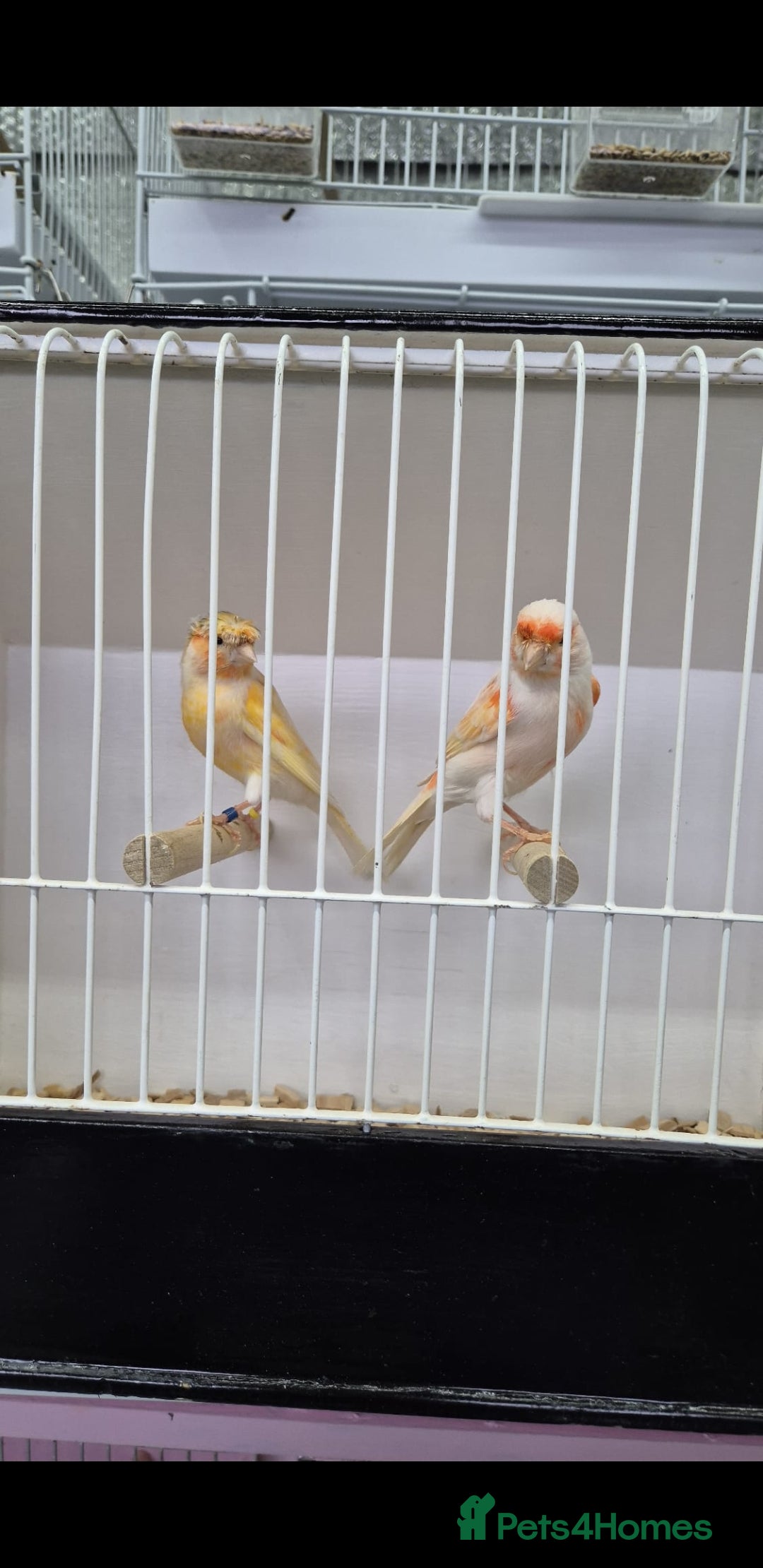 Canaries birds for sale: Canaries for sale - Advert 23