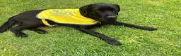 Labrador Retriever dogs for stud: Labrador, proven, health tested, show bred  - Advert 27