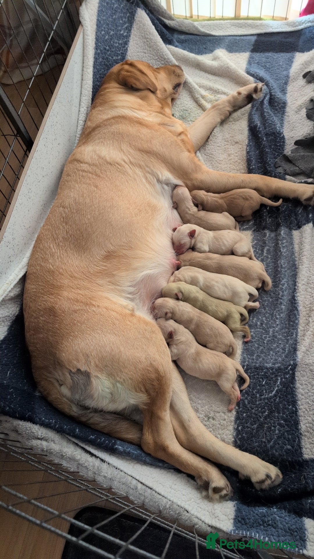 Labrador Retriever dogs for sale: Labrador puppies - Image 1