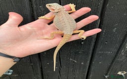Bearded Dragon reptiles for sale: Bearded Dragons - stunning babies  - Image 16