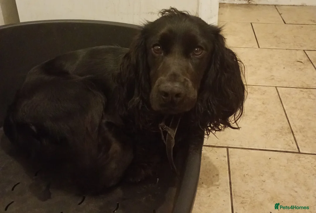 Cocker Spaniel dogs for sale: Cocker spaniel - Advert 2