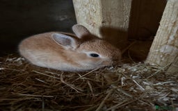 Polish rabbits for sale: Cute mixed breed bunny - Image 2