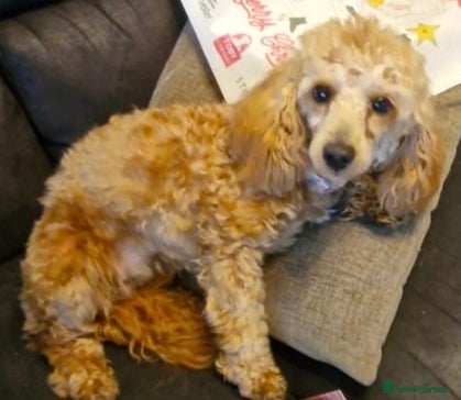 Toy Poodle dogs Lovely Female Toy Poodle - Advert 3