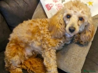 Toy Poodle dogs Lovely Female Toy Poodle - Advert 1