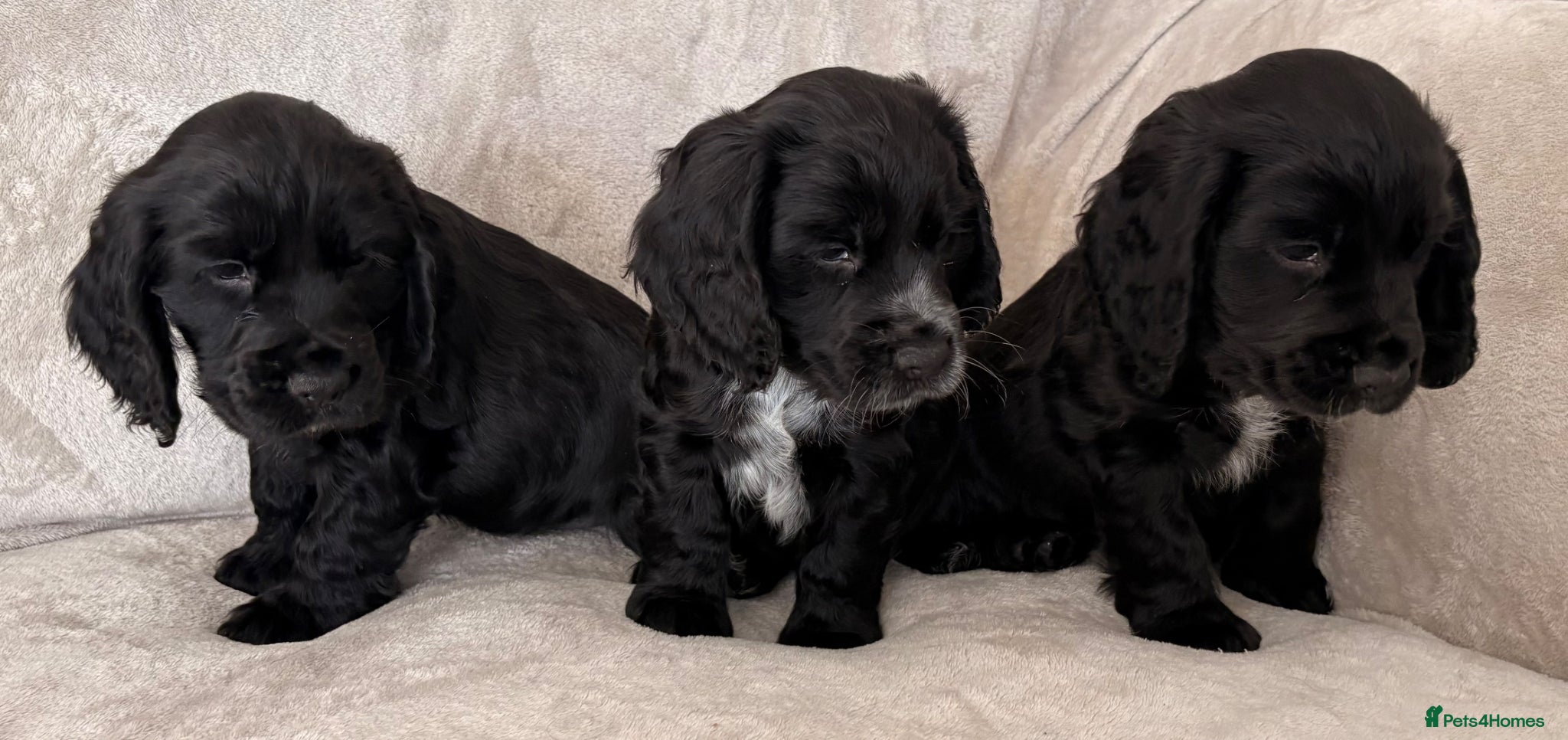 Cocker Spaniel dogs Cocker Spaniels x3 - Advert 2
