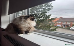 Ragdoll cats for sale: Champion blood dilute blue tabby ragdoll kitten - Image 13