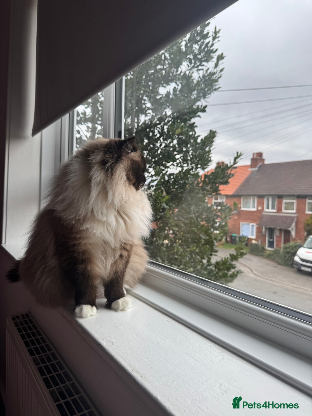 Ragdoll cats for sale: Champion blood dilute blue tabby ragdoll kitten - Image 13
