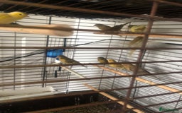 Canaries birds for sale: Young Canaries Nice Colours £30 each  - Image 8
