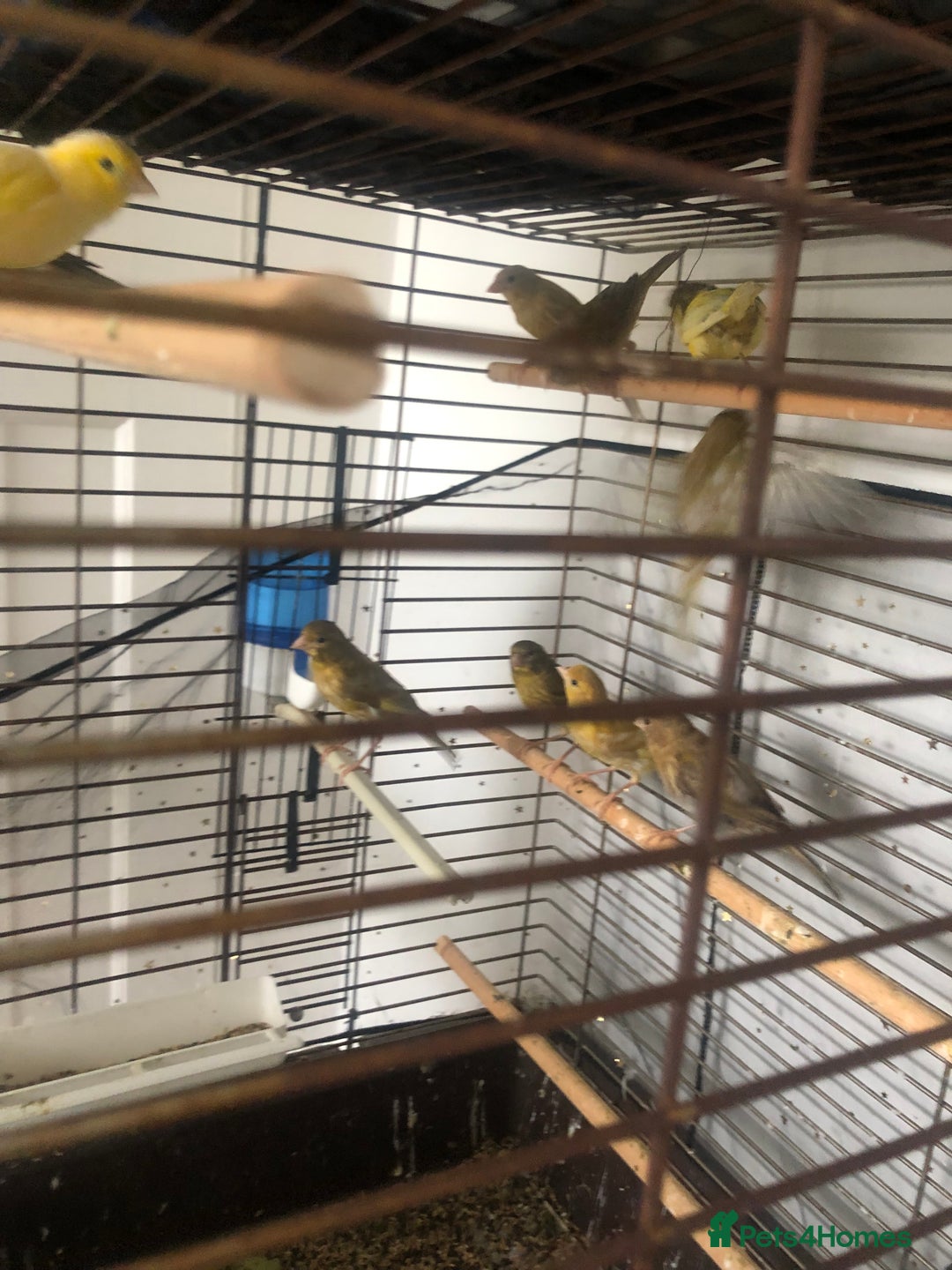 Canaries birds for sale: Young Canaries Nice Colours £30 each  - Image 8
