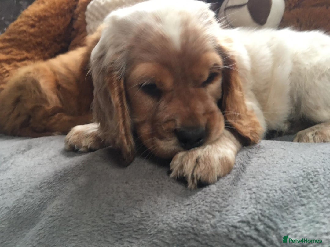 Cocker Spaniel dogs for sale: Beautiful cocker babies  - Image 4