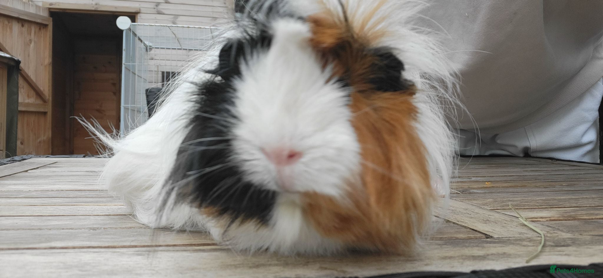 Guinea Pig rodents Female Guinea Pig  - Advert 1