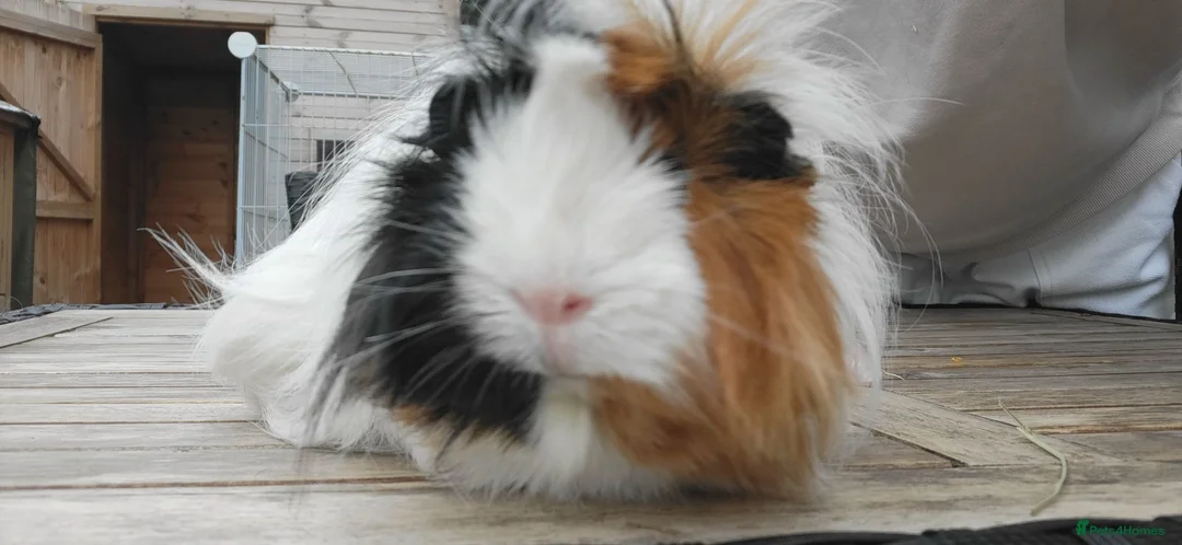 Guinea Pig rodents for sale: Female Guinea Pig  - Advert 1