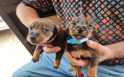 Dachshund dogs for sale: Miniature dachshund puppies - Image 4