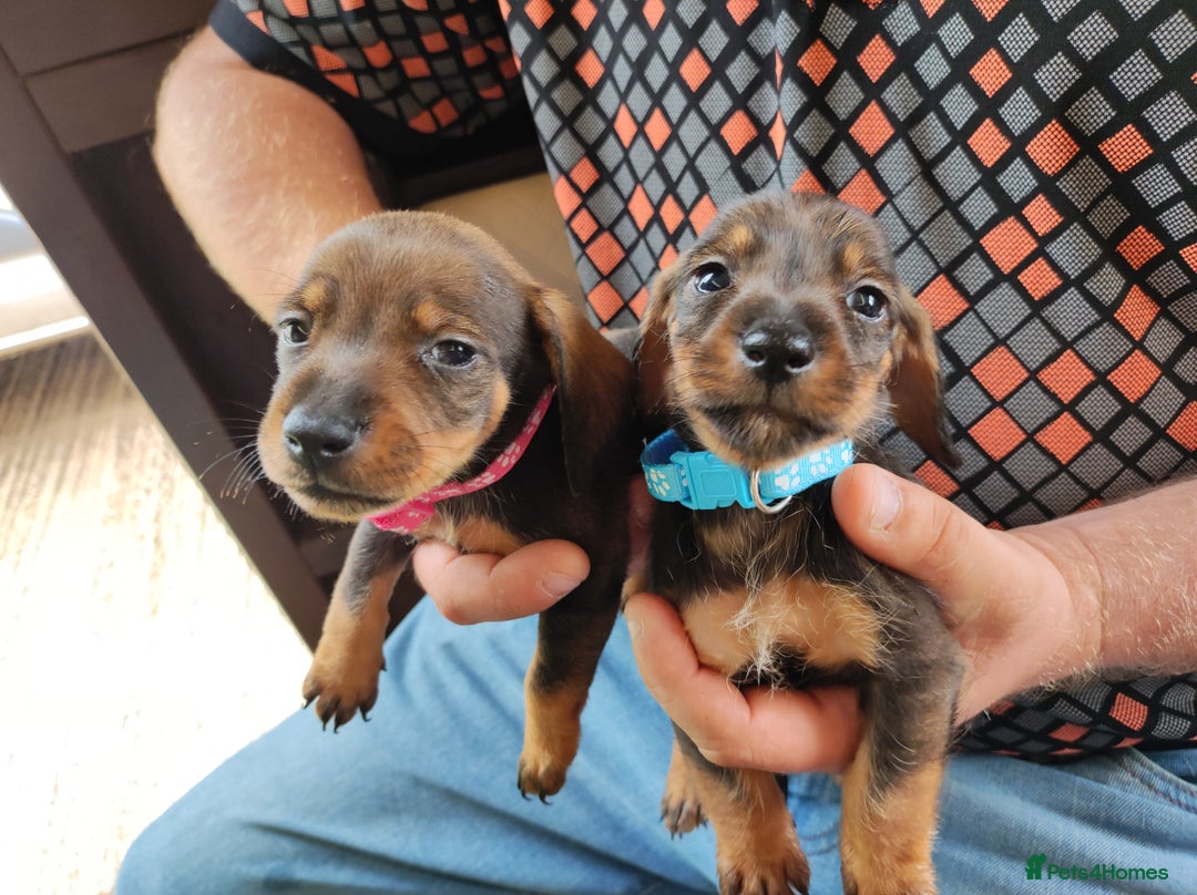 Dachshund dogs for sale: Miniature dachshund puppies - Image 4