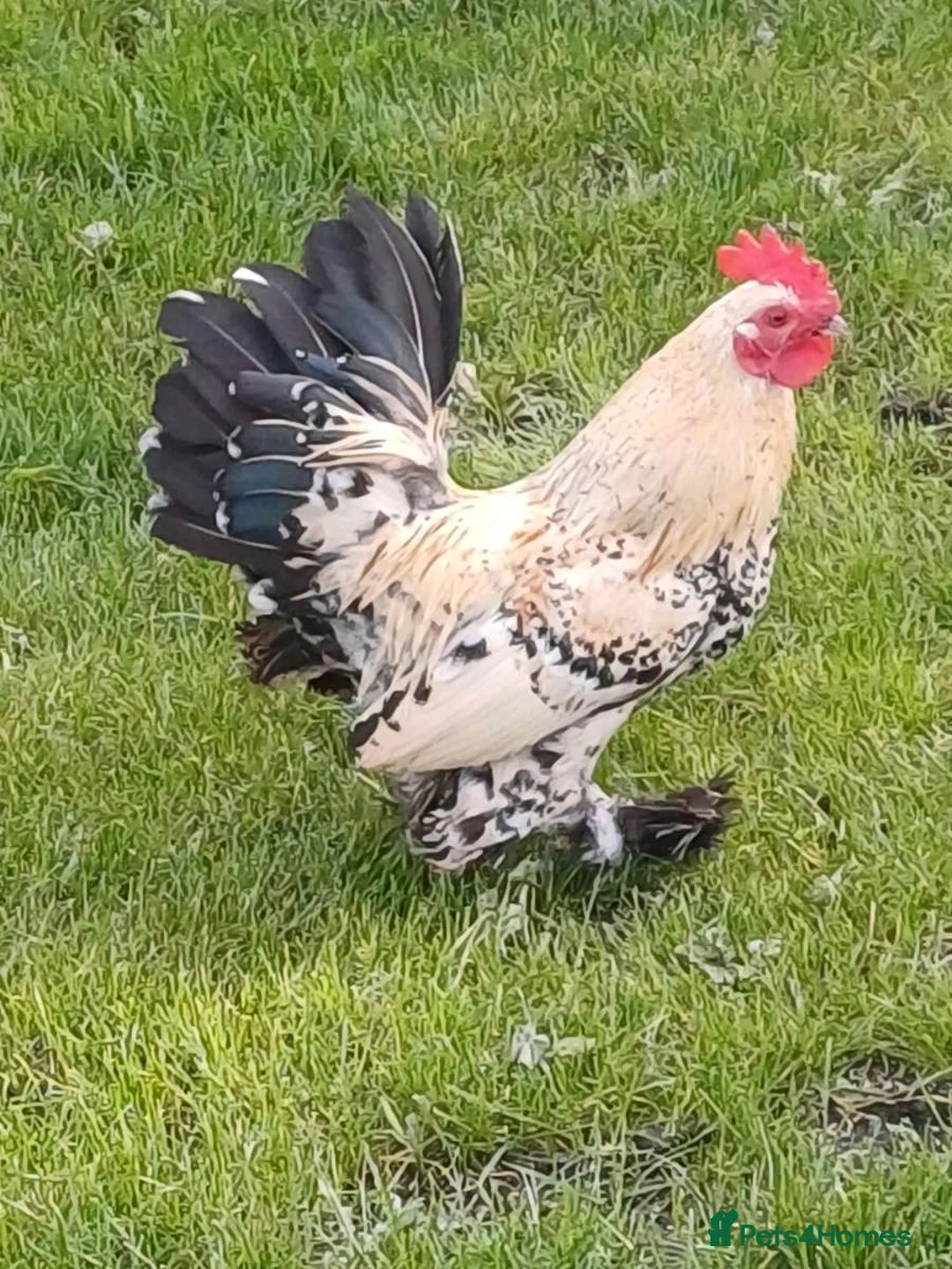 Chickens poultry for sale: Lemon millefleur sablepoot cockerel  - Advert 2