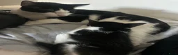 Domestic Shorthair cats for sale: Cutest black and white boy - Advert 7