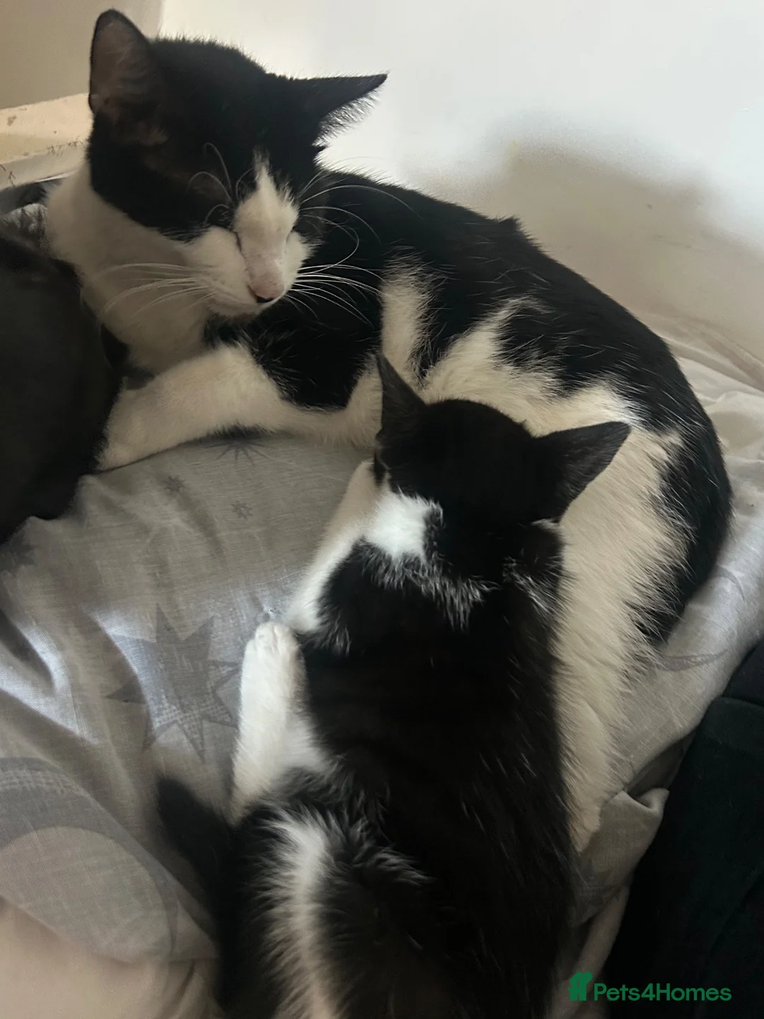 Domestic Shorthair cats for sale: Cutest black and white boy - Advert 7