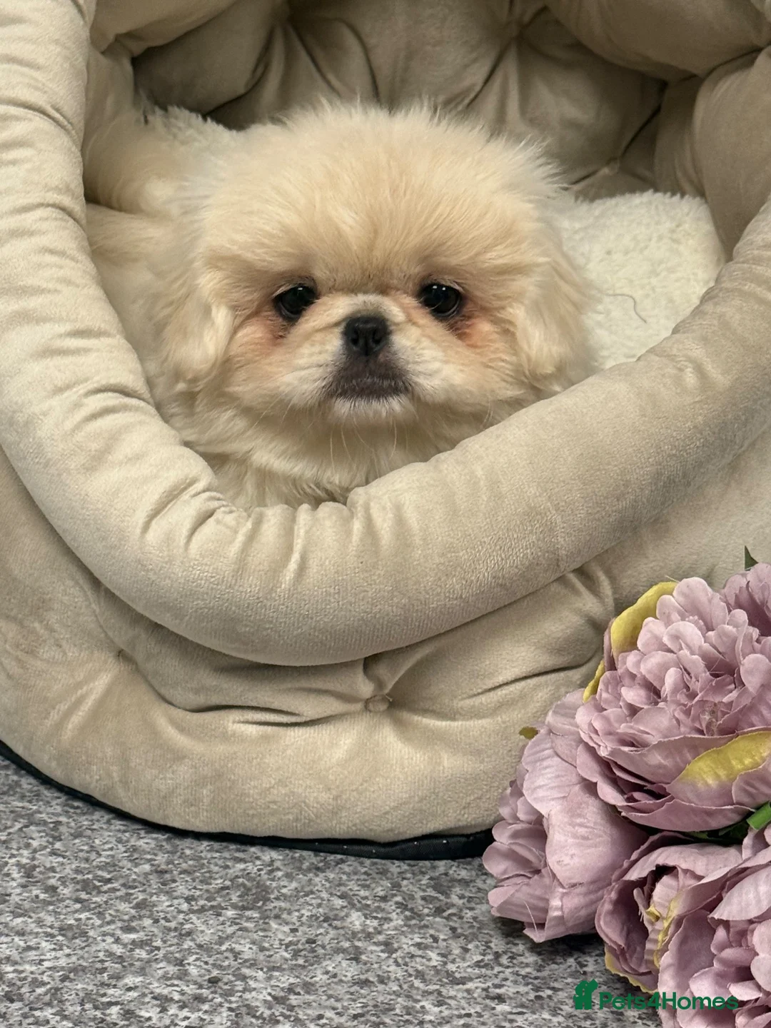 Pekingese dogs for sale: Pekingese puppies  - Advert 2
