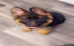 German Shepherd dogs for sale: Czech longhaired German shepherd - Image 1