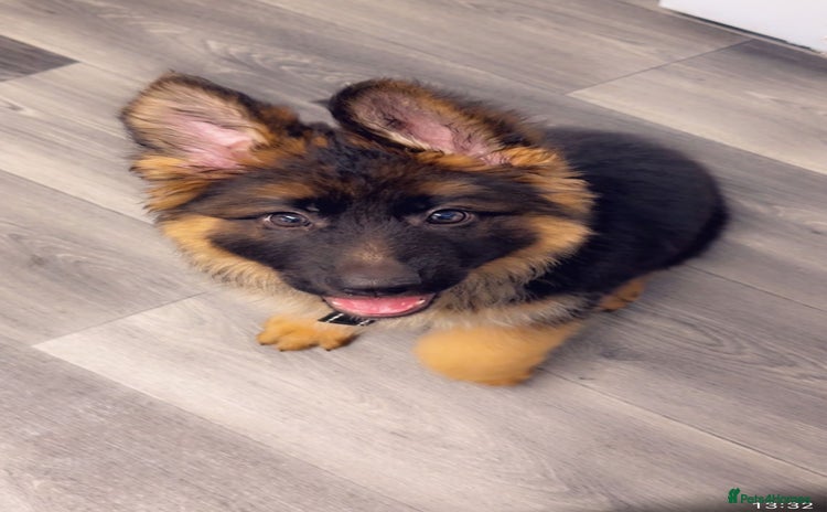 German Shepherd dogs - Advert 5